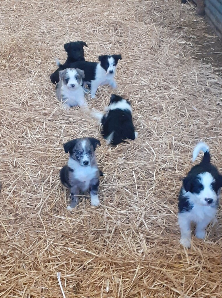 border collie pups gumtree